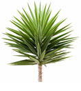 Windermere Exotic landscaping - YUCCA