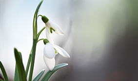 Forest Edge Amenities - Spice & Herbal Garden